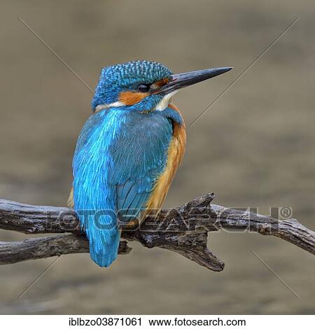 "Kingfisher (Alcedo atthis), male on perch with light rainfall, Swabian Alb Biosphere Reserve, Baden-Wurttemberg, Germany, Europe" View Large Photo Image Stock Image - "Kingfisher (Alcedo atthis), male on perch with light rainfall, Swabian Alb Biosphere Reserve, Baden-Wurttemberg, Germany, Europe". Fotosearch