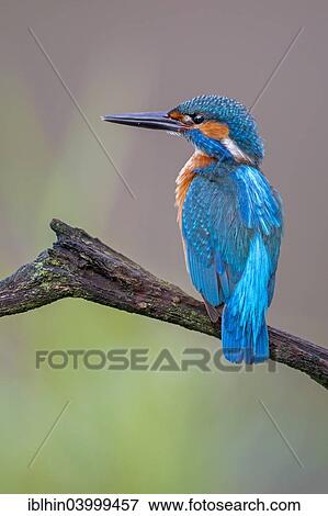 Stock Photo - "Kingfisher (Alcedo atthis), male, on perch, Middle Elbe, Saxony-Anhalt, Germany, Europe". Fotosearch