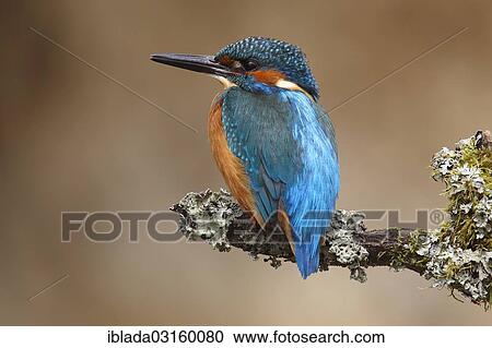 Stock Image - "Kingfisher (Alcedo atthis), male, perched on a branch, Wiederstein, Neunkirchen, North Rhine-Westphalia, Germany, Europe". Fotosearch