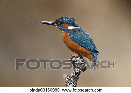 "Kingfisher (Alcedo atthis), male, perched, Wiederstein, Neunkirchen, North Rhine-Westphalia, Germany, Europe" View Large Photo Image Stock Image - "Kingfisher (Alcedo atthis), male, perched, Wiederstein, Neunkirchen, North Rhine-Westphalia, Germany, Europe". Fotosearch