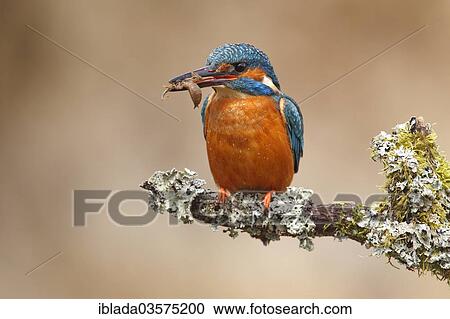 "Kingfisher (Alcedo atthis), male sitting with a dragonfly larva in its beak on a branch overgrown with lichen, Zeppenfeld, Neunkirchen, North Rhine-Westphalia, Germany, Europe" View Large Photo Image Stock Image - "Kingfisher (Alcedo atthis), male sitting with a dragonfly larva in its beak on a branch overgrown with lichen, Zeppenfeld, Neunkirchen, North Rhine-Westphalia, Germany, Europe". Fotosearch