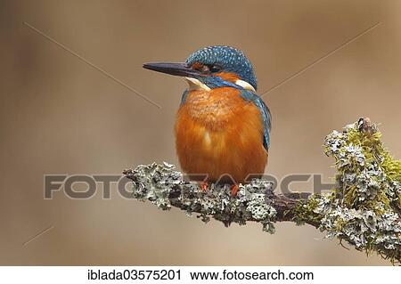 Stock Image - "Kingfisher (Alcedo atthis), male sitting on a branch overgrown with lichen, Zeppenfeld, Neunkirchen, North Rhine-Westphalia, Germany, Europe". Fotosearch