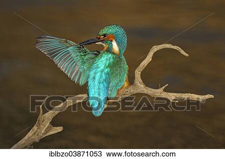"Kingfisher (Alcedo atthis), male, preening, in the evening light, Swabian Alb Biosphere Reserve, Baden-Wurttemberg, Germany, Europe" View Large Photo Image Stock Image - "Kingfisher (Alcedo atthis), male, preening, in the evening light, Swabian Alb Biosphere Reserve, Baden-Wurttemberg, Germany, Europe". Fotosearch