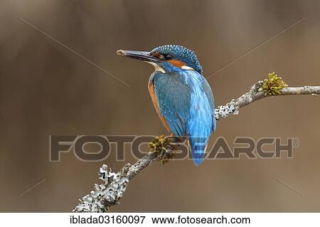 "Kingfisher (Alcedo atthis), male, resting after digging the breeding cave, Wiederstein, Neunkirchen, North Rhine-Westphalia, Germany, Europe" View Large Photo Image Stock Photo - "Kingfisher (Alcedo atthis), male, resting after digging the breeding cave, Wiederstein, Neunkirchen, North Rhine-Westphalia, Germany, Europe". Fotosearch