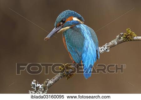 "Kingfisher (Alcedo atthis), male, resting after digging the breeding cave, Wiederstein, Neunkirchen, North Rhine-Westphalia, Germany, Europe" View Large Photo Image Stock Photography - "Kingfisher (Alcedo atthis), male, resting after digging the breeding cave, Wiederstein, Neunkirchen, North Rhine-Westphalia, Germany, Europe". Fotosearch