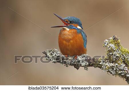 "Kingfisher (Alcedo atthis), male with open beak sitting on a branch overgrown with lichen, Zeppenfeld, Neunkirchen, North Rhine-Westphalia, Germany, Europe" View Large Photo Image Picture - "Kingfisher (Alcedo atthis), male with open beak sitting on a branch overgrown with lichen, Zeppenfeld, Neunkirchen, North Rhine-Westphalia, Germany, Europe". Fotosearch