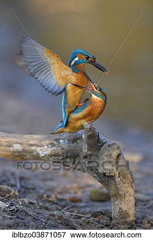 "Kingfisher (Alcedo atthis), male with clay at the tip of its beak has its mating attempt blocked by female, Swabian Alb Biosphere Reserve, Baden-Wurttemberg, Germany, Europe" View Large Photo Image Stock Photo - "Kingfisher (Alcedo atthis), male with clay at the tip of its beak has its mating attempt blocked by female, Swabian Alb Biosphere Reserve, Baden-Wurttemberg, Germany, Europe". Fotosearch