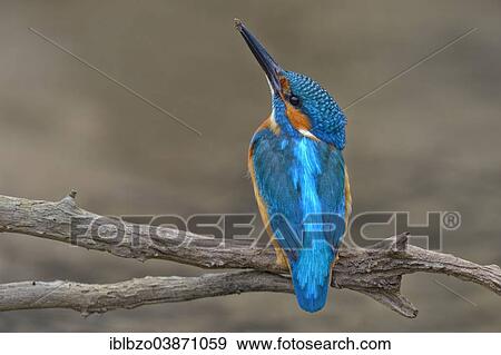 "Kingfisher (Alcedo atthis), male with clay at the tip of its beak, Swabian Alb Biosphere Reserve, Baden-Wurttemberg, Germany, Europe" View Large Photo Image Stock Photo - "Kingfisher (Alcedo atthis), male with clay at the tip of its beak, Swabian Alb Biosphere Reserve, Baden-Wurttemberg, Germany, Europe". Fotosearch