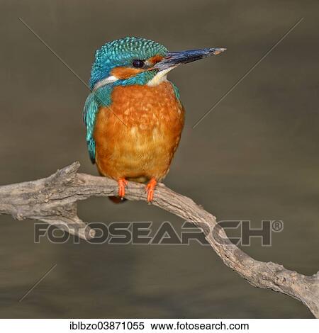 Stock Photography - "Kingfisher (Alcedo atthis), male with clay at the tip of its beak, on perch in the evening light, Swabian Alb Biosphere Reserve, Baden-Wurttemberg, Germany, Europe". Fotosearch
