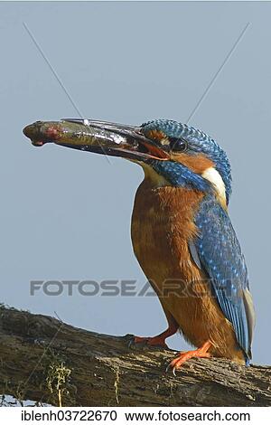 Stock Image - "Kingfisher (Alcedo atthis), Meppen, Emsland, Lower Saxony, Germany, Europe". Fotosearch