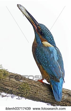 "Kingfisher (Alcedo atthis), Meppen, Emsland, Lower Saxony, Germany, Europe" View Large Photo Image Stock Photo - "Kingfisher (Alcedo atthis), Meppen, Emsland, Lower Saxony, Germany, Europe". Fotosearch