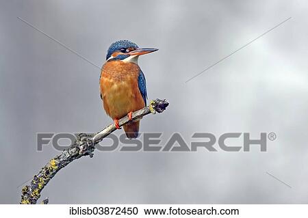 "Kingfisher (Alcedo atthis), on perch, Lower Saxony, Germany, Europe" View Large Photo Image Stock Image - "Kingfisher (Alcedo atthis), on perch, Lower Saxony, Germany, Europe". Fotosearch