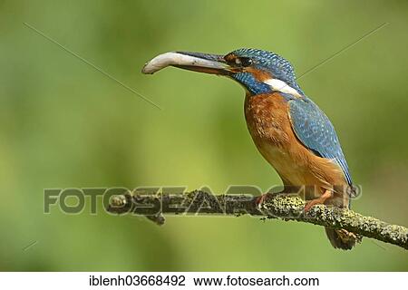 "Kingfisher (Alcedo atthis), perched on branch with caught fish in its beak, Haren, Emsland, Lower Saxony, Germany, Europe" View Large Photo Image Stock Image - "Kingfisher (Alcedo atthis), perched on branch with caught fish in its beak, Haren, Emsland, Lower Saxony, Germany, Europe". Fotosearch