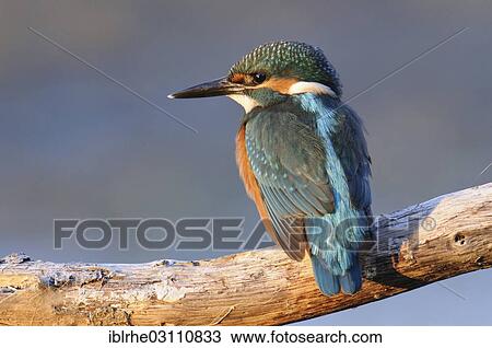 Stock Image - "Kingfisher (Alcedo atthis) perched on a branch on the look-out for fish, Ilkerbruch, Wolfsburg, Lower Saxony, Germany, Europe". Fotosearch