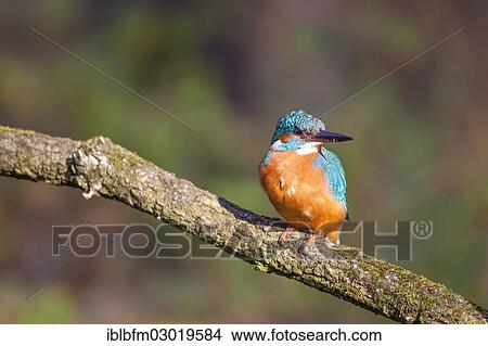 "Kingfisher (Alcedo atthis), Nymphenburger Park, Munich, Upper Bavaria, Bavaria, Germany, Europe" View Large Photo Image Picture - "Kingfisher (Alcedo atthis), Nymphenburger Park, Munich, Upper Bavaria, Bavaria, Germany, Europe". Fotosearch