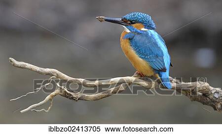 Stock Photography - Kingfisher (Alcedo atthis) resting on its lookout branch after digging out a breeding hole, biosphere reserve, Swabian Alb, Baden-Wuerttemberg, Germany, Europe. Fotosearch