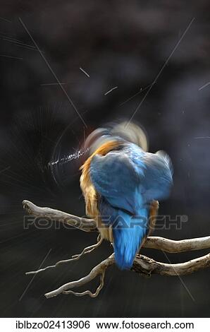 Kingfisher (Alcedo atthis), shaking water from its feathers, biosphere reserve, Swabian Alb, Baden-Wuerttemberg, Germany, Europe View Large Photo Image Stock Photograph - Kingfisher (Alcedo atthis), shaking water from its feathers, biosphere reserve, Swabian Alb, Baden-Wuerttemberg, Germany, Europe. Fotosearch