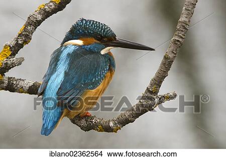 "Kingfisher (Alcedo atthis), Stans, Tyrol, Austria, Europe" View Large Photo Image Picture - "Kingfisher (Alcedo atthis), Stans, Tyrol, Austria, Europe". Fotosearch