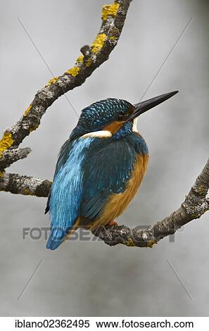 "Kingfisher (Alcedo atthis), Stans, Tyrol, Austria, Europe" View Large Photo Image Stock Photography - "Kingfisher (Alcedo atthis), Stans, Tyrol, Austria, Europe". Fotosearch