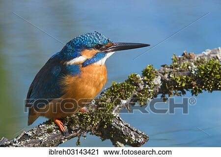 "Kingfisher (Alcedo atthis), Tratzberg landscape conservation area, Stans, Tyrol, Austria, Europe" View Large Photo Image Stock Image - "Kingfisher (Alcedo atthis), Tratzberg landscape conservation area, Stans, Tyrol, Austria, Europe". Fotosearch