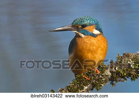 "Kingfisher (Alcedo atthis), Tratzberg landscape conservation area, Stans, Tyrol, Austria, Europe" View Large Photo Image Stock Image - "Kingfisher (Alcedo atthis), Tratzberg landscape conservation area, Stans, Tyrol, Austria, Europe". Fotosearch