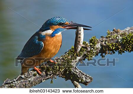 "Kingfisher (Alcedo atthis), Tratzberg landscape conservation area, Stans, Tyrol, Austria, Europe" View Large Photo Image Stock Image - "Kingfisher (Alcedo atthis), Tratzberg landscape conservation area, Stans, Tyrol, Austria, Europe". Fotosearch