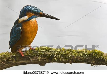 "Kingfisher (Alcedo atthis), Tratzberg landscape conservation area, Tyrol, Austria, Europe" View Large Photo Image Stock Photo - "Kingfisher (Alcedo atthis), Tratzberg landscape conservation area, Tyrol, Austria, Europe". Fotosearch