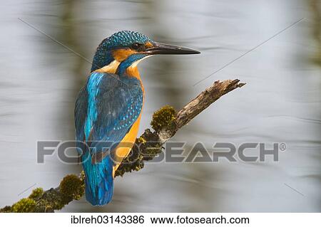 "Kingfisher (Alcedo atthis), Tratzberg landscape conservation area, Stans, Tyrol, Austria, Europe" View Large Photo Image Stock Photograph - "Kingfisher (Alcedo atthis), Tratzberg landscape conservation area, Stans, Tyrol, Austria, Europe". Fotosearch