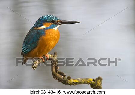 Stock Photograph - "Kingfisher (Alcedo atthis), Tratzberg landscape conservation area, Stans, Tyrol, Austria, Europe". Fotosearch