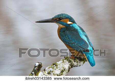 "Kingfisher (Alcedo atthis), Tratzberg landscape conservation area, Stans, Tyrol, Austria, Europe" View Large Photo Image Stock Photography - "Kingfisher (Alcedo atthis), Tratzberg landscape conservation area, Stans, Tyrol, Austria, Europe". Fotosearch