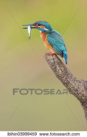 Stock Photo - "Kingfisher (Alcedo atthis) with a caught fish, on perch, Middle Elbe, Saxony-Anhalt, Germany, Europe". Fotosearch