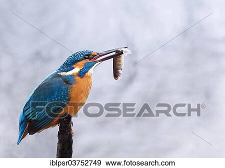 "Kingfisher (Alcedo atthis) with a caught fish, Tyrolean Unterland, Tyrol, Austria, Europe" View Large Photo Image Stock Photo - "Kingfisher (Alcedo atthis) with a caught fish, Tyrolean Unterland, Tyrol, Austria, Europe". Fotosearch