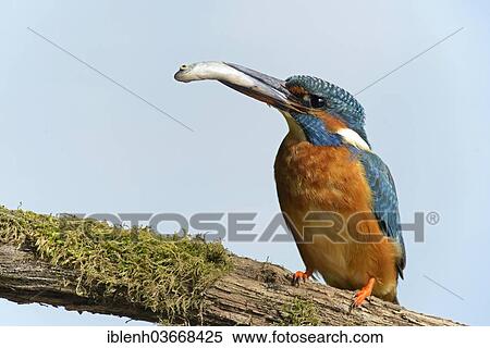 "Kingfisher (Alcedo atthis) with a caught fish in its beak, Haren, Emsland, Lower Saxony, Germany, Europe" View Large Photo Image Stock Photography - "Kingfisher (Alcedo atthis) with a caught fish in its beak, Haren, Emsland, Lower Saxony, Germany, Europe". Fotosearch