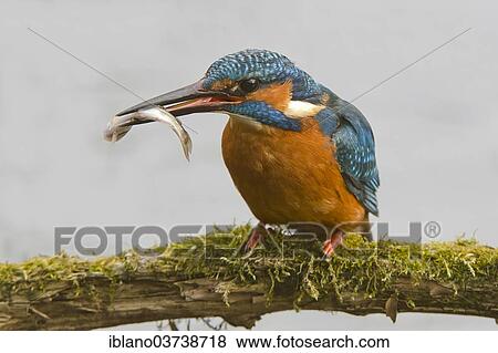 "Kingfisher (Alcedo atthis) with prey, Tratzberg landscape conservation area, Tyrol, Austria, Europe" View Large Photo Image Stock Photo - "Kingfisher (Alcedo atthis) with prey, Tratzberg landscape conservation area, Tyrol, Austria, Europe". Fotosearch