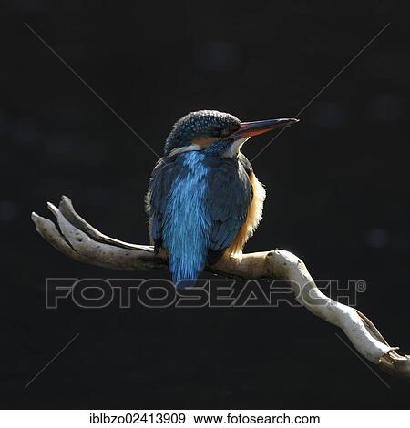 Kingfisher (Alcedo atthis), with backlighting, biosphere reserve, Swabian Alb, Baden-Wuerttemberg, Germany, Europe View Large Photo Image Stock Photo - Kingfisher (Alcedo atthis), with backlighting, biosphere reserve, Swabian Alb, Baden-Wuerttemberg, Germany, Europe. Fotosearch