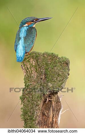 "Kingfisher (Alcedo atthis), young bird perched, morning light, Middle Elbe Biosphere Reserve, Saxony-Anhalt, Germany, Europe" View Large Photo Image Picture - "Kingfisher (Alcedo atthis), young bird perched, morning light, Middle Elbe Biosphere Reserve, Saxony-Anhalt, Germany, Europe". Fotosearch