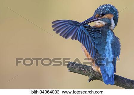 "Kingfisher (Alcedo atthis), young bird, preening plumage, Middle Elbe Biosphere Reserve, Saxony-Anhalt, Germany, Europe" View Large Photo Image Stock Image - "Kingfisher (Alcedo atthis), young bird, preening plumage, Middle Elbe Biosphere Reserve, Saxony-Anhalt, Germany, Europe". Fotosearch
