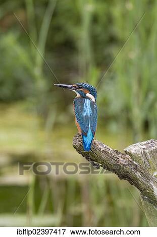 "Kingfisher (Alcedo azurea) on perch at Lackford Lake, Suffolk, England, United Kingdom, Europe" View Large Photo Image Stock Photo - "Kingfisher (Alcedo azurea) on perch at Lackford Lake, Suffolk, England, United Kingdom, Europe". Fotosearch