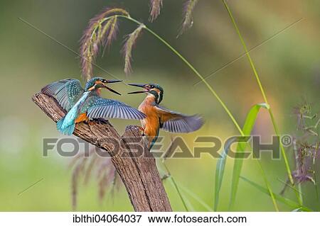 "Kingfishers (Alcedo atthis), figting young birds, territorial fight, morning light, Middle Elbe Biosphere Reserve, Saxony-Anhalt, Germany, Europe" View Large Photo Image Stock Photo - "Kingfishers (Alcedo atthis), figting young birds, territorial fight, morning light, Middle Elbe Biosphere Reserve, Saxony-Anhalt, Germany, Europe". Fotosearch