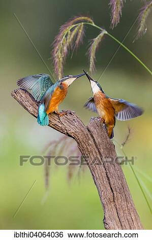 "Kingfishers (Alcedo atthis), figting young birds, territorial fight, morning light, Middle Elbe Biosphere Reserve, Saxony-Anhalt, Germany, Europe" View Large Photo Image Stock Photograph - "Kingfishers (Alcedo atthis), figting young birds, territorial fight, morning light, Middle Elbe Biosphere Reserve, Saxony-Anhalt, Germany, Europe". Fotosearch
