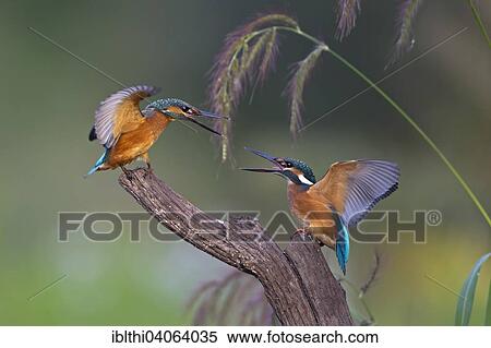 "Kingfishers (Alcedo atthis), figting young birds, territorial fight, morning light, Middle Elbe Biosphere Reserve, Saxony-Anhalt, Germany, Europe" View Large Photo Image Stock Photography - "Kingfishers (Alcedo atthis), figting young birds, territorial fight, morning light, Middle Elbe Biosphere Reserve, Saxony-Anhalt, Germany, Europe". Fotosearch