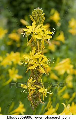 "King's Spear or Yellow Asphodel (Asphodeline lutea), flowering, garden plant, native to the Mediterranean, Thuringia, Germany, Europe" View Large Photo Image Stock Image - "King's Spear or Yellow Asphodel (Asphodeline lutea), flowering, garden plant, native to the Mediterranean, Thuringia, Germany, Europe". Fotosearch