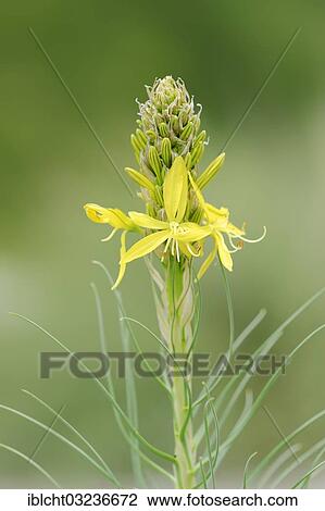 "King's Spear, Yellow Asphodel (Asphodeline lutea), occurrence in the Mediterranean region, North Rhine-Westphalia, Germany, Europe" View Large Photo Image Stock Image - "King's Spear, Yellow Asphodel (Asphodeline lutea), occurrence in the Mediterranean region, North Rhine-Westphalia, Germany, Europe". Fotosearch