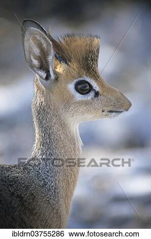 "Kirk's Dik-dik (Madoqua kirkii), Etosha National Park, Namibia, Africa" View Large Photo Image Stock Photograph - "Kirk's Dik-dik (Madoqua kirkii), Etosha National Park, Namibia, Africa". Fotosearch