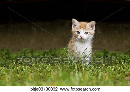 "Kitten exploring the environment, Germany, Europe" View Large Photo Image Stock Image - "Kitten exploring the environment, Germany, Europe". Fotosearch