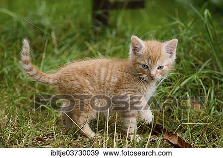 "Kitten exploring the environment, Germany, Europe" View Large Photo Image Stock Photo - "Kitten exploring the environment, Germany, Europe". Fotosearch
