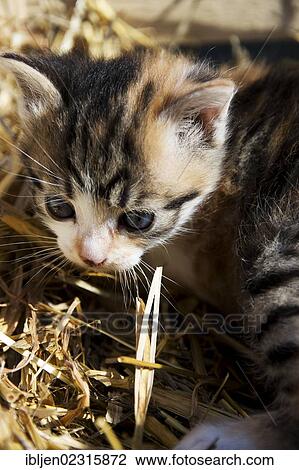Kitten (Felis silvestris catus) View Large Photo Image Stock Image - Kitten (Felis silvestris catus). Fotosearch