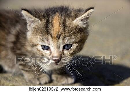 Kitten (Felis silvestris catus) View Large Photo Image Stock Image - Kitten (Felis silvestris catus). Fotosearch