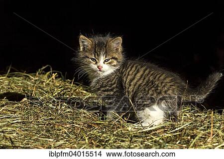 Kitten on straw View Large Photo Image Picture - Kitten on straw. Fotosearch