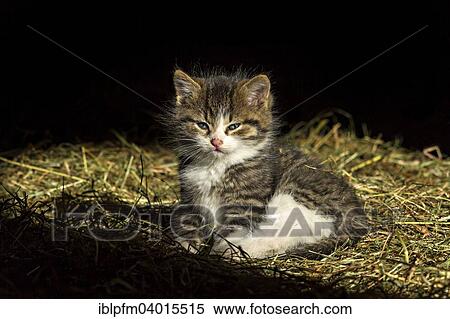 Stock Photography - Kitten on straw. Fotosearch
